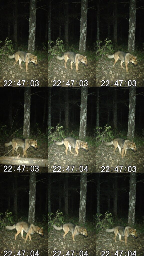Trail Camera Captured the Same Wolf at 10:47 PM Every Night ...