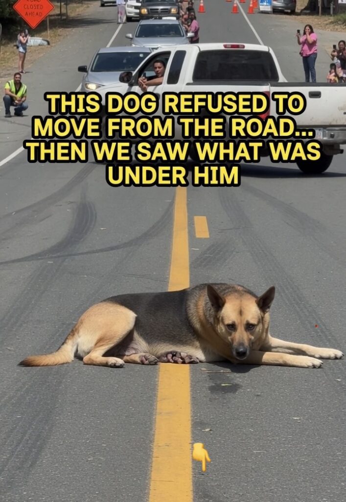 This Dog Refused to Move From the Road… Then We Saw What Was Under Him ...