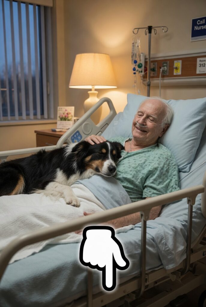 This Dog Refused to Leave His Owner’s Hospital Room… What Happened When ...