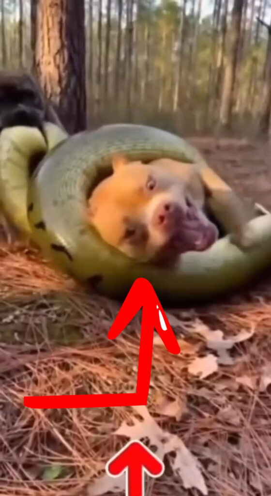 Python Snake Wraps Around Dog in Woods – Shocking Viral Video - The Glory