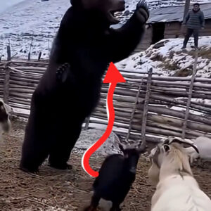 Large bear standing among goats in a snowy mountain pen