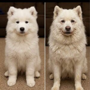Dog Then and Now 2010 to 2026 Story