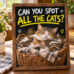 Can you spot all the cats hidden cat counting puzzle