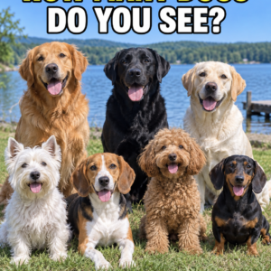 Dog counting puzzle with seven dogs by a lake
