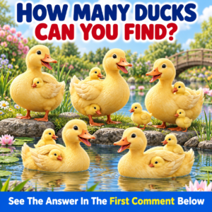 How Many Ducks Can You Find?