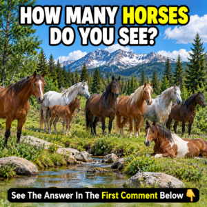 How Many Horses Do You See?