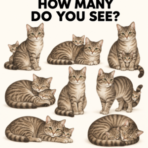 I See 11 Cats How Many Do You See Puzzle