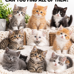 Can you find all 12 kittens?