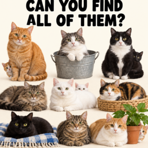 Cat counting picture puzzle with hidden kittens
