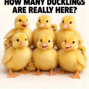 Count the hidden ducklings