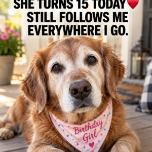Senior dog Daisy wearing birthday bandana, turns 15