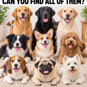 Find All 12 Dogs Hidden in This Picture