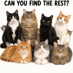 Find all the hidden cats puzzle