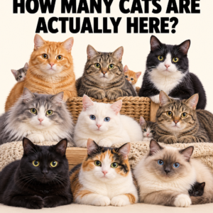 How Many Cats Are Actually Here? Hidden Cat Counting Puzzle
