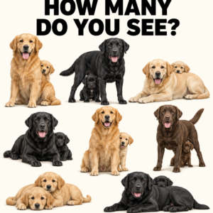 I See 9 Dogs How Many Do You See Puzzle