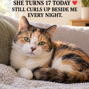 Luna Cat Turns 17 Birthday