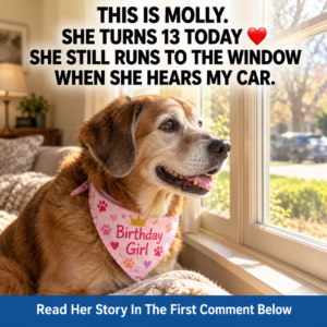 Molly senior dog birthday story