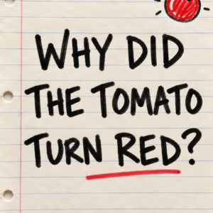 Why the Tomato Turned Red Riddle